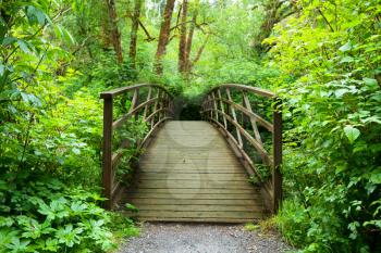 Royalty Free Photo of a Bridge in a Rain Forest