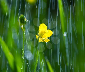 Royalty Free Photo of Rain on Buttercups