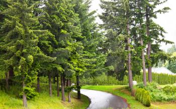 Royalty Free Photo of a Road in a Forest