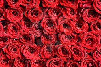 Royalty Free Photo of a Rose Background