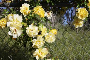 Royalty Free Photo of a Flowers in a Fence