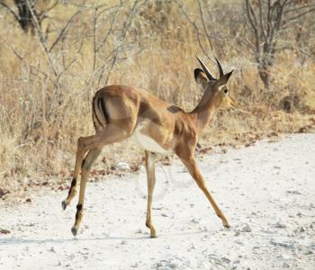 Royalty Free Photo of a Springbok Antelope 