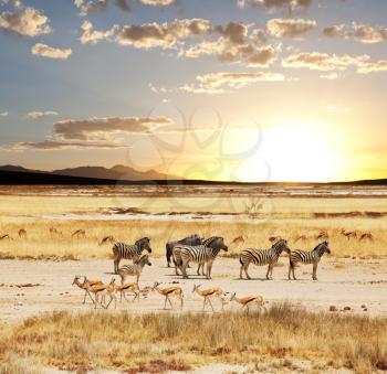 Royalty Free Photo of African Animals