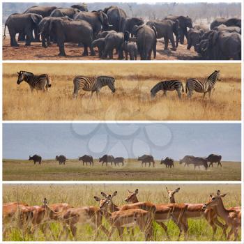 Royalty Free Photo of African Animals