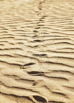 Royalty Free Photo of Snake Tracks in the Sand