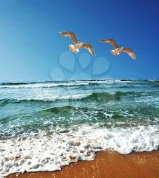 Royalty Free Photo of a Beach and Sea Gulls