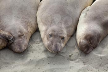 Royalty Free Photo of Elephant Seals