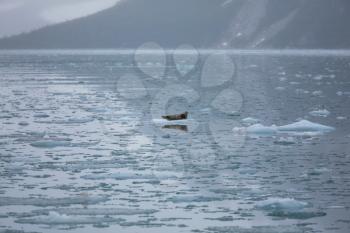 Royalty Free Photo of a Sea Lion on Ice