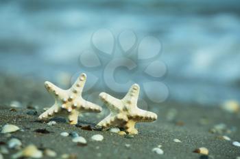 Royalty Free Photo of Starfishes