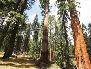 Royalty Free Photo of a Sequoia Forest