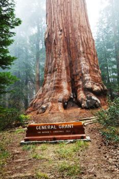 Royalty Free Photo of the General Grant Sequoia Tree