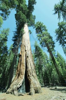 Royalty Free Photo of a Sequoia Trees in Yosemite National Park