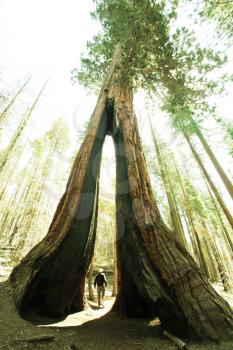 Royalty Free Photo of a Sequoia Tree in Yosemite National Park