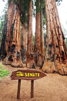Royalty Free Photo of Sequoia National Park, USA
