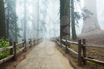 Royalty Free Photo of a Trail in Sequoia National Park