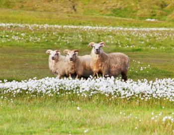 Royalty Free Photo of Sheep