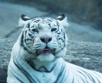 Royalty Free Photo of a White Tiger