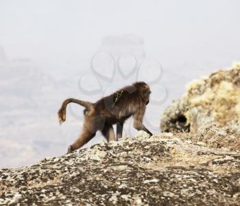 Royalty Free Photo of a Monkey in the Simeon Mountains, Ethiopia