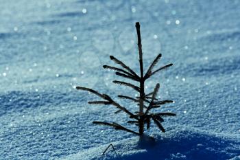 Royalty Free Photo of a Small Tree in the Snow