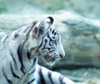 Royalty Free Photo of a White Tiger