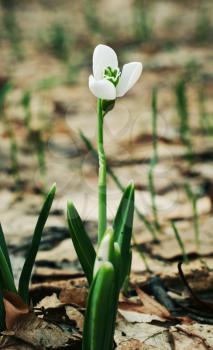 Royalty Free Photo of a Snowdrop Flower