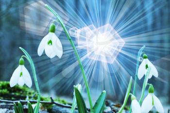 Royalty Free Photo of Snowdrops