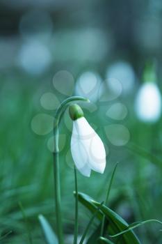 Royalty Free Photo of a Snowdrop