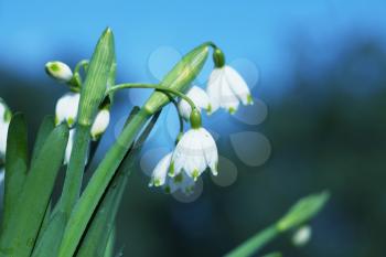 Royalty Free Photo of a Snowdrop Flowers