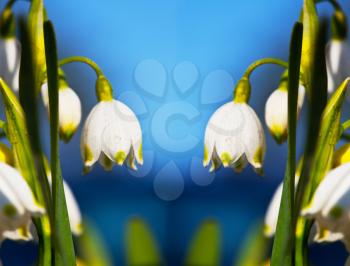 Royalty Free Photo of Snowdrop Flowers
