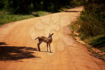 Royalty Free Photo of a Deer on the Road