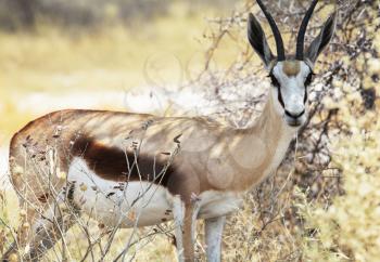 Royalty Free Photo of a Springbok