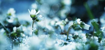 Royalty Free Photo of Snowbells