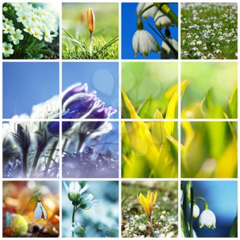 Royalty Free Photo of a Spring Flower Collage
