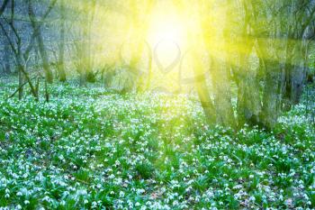 Royalty Free Photo of Snowbells in a Forest
