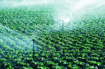 Royalty Free Photo of a Field Being Watered