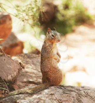 Royalty Free Photo of a Squirrel