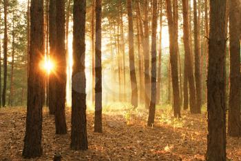 Royalty Free Photo of a Pine forest at sunrise