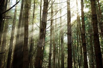 Royalty Free Photo of a Forest