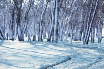 Snowcovered forest