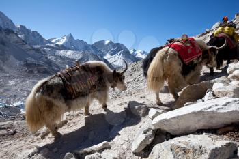 yak in Himalaya