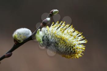 Royalty Free Photo of a Blossoming Pussy-Willow