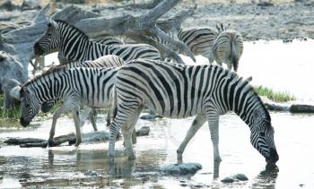 Royalty Free Photo of Zebras at a Waterhole