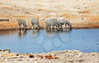 Royalty Free Photo of Zebras