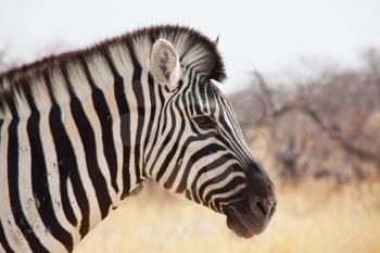 Royalty Free Photo of a Zebra