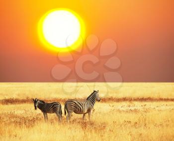 Royalty Free Photo of Zebras at Sunset