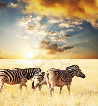 Royalty Free Photo of a Zebras