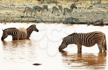 Royalty Free Photo of Zebras