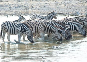 Royalty Free Photo of Zebras at a Waterhole