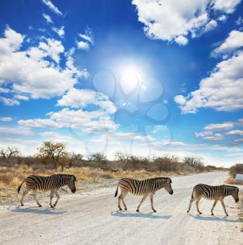 Royalty Free Photo of Zebras Crossing a Road