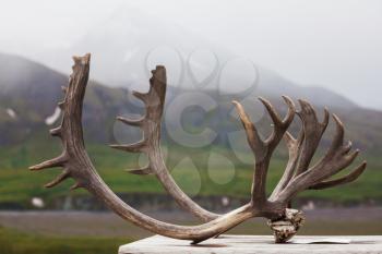 Horns in Denali NP,Alaska